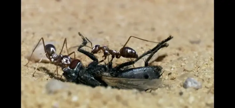 Saharan silver ant (Cataglyphis bombycina) as shown in Africa - Sahara